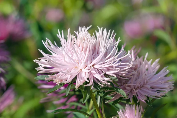 Pink aster (Callistephus chinensis) growing in autumn garden in — Stock Photo, Image