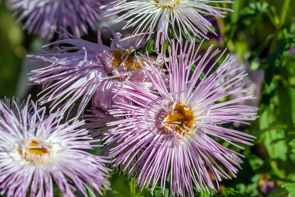 Ροζ asters (βρώσιμες chinensis) σε ηλιόλουστη μέρα — Φωτογραφία Αρχείου