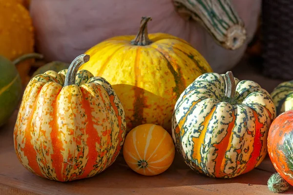 Diversi tipi di zucca su un tavolo di legno. Un raccolto autunnale — Foto Stock