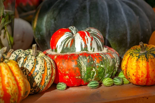 Diversi tipi di zucca su un tavolo di legno. Festa del raccolto — Foto Stock