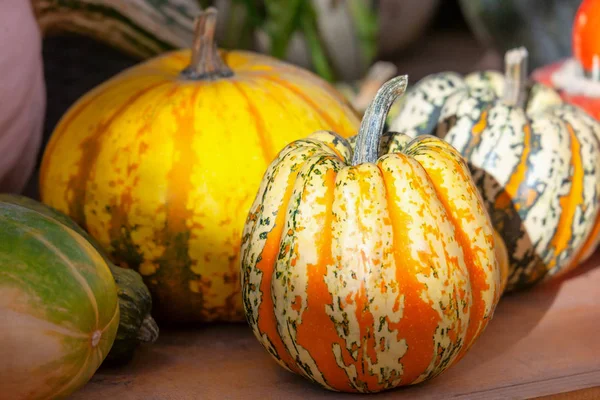 Calabazas sobre una mesa de madera. Naturaleza muerta en estilo rural — Foto de Stock