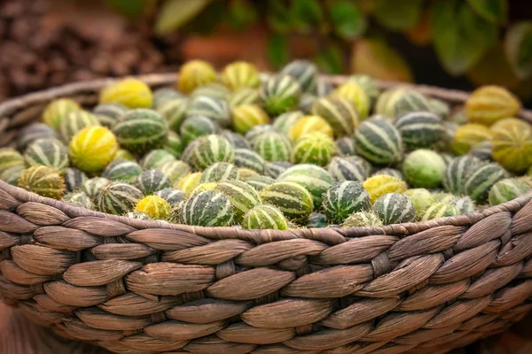 Melodía o pepino exótico . — Foto de Stock