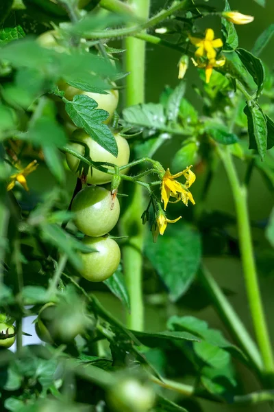 Amadurecimento no arbusto pequenos frutos verdes de tomates cereja . — Fotografia de Stock