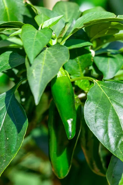 Az érlelő paprika a konyhakertben — Stock Fotó