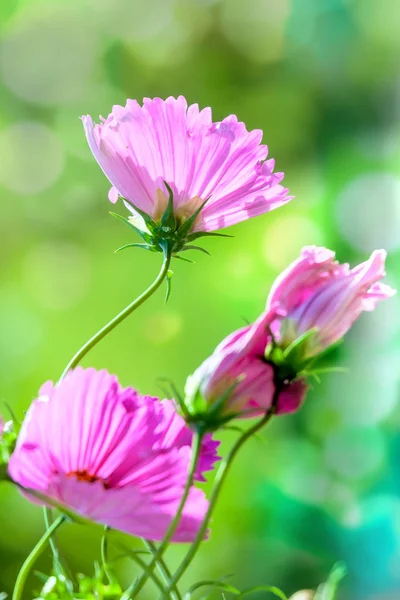 Ροζ λουλούδια Cosmos συμπληρώνεται με το φως του ήλιου στον καλοκαιρινό κήπο — Φωτογραφία Αρχείου