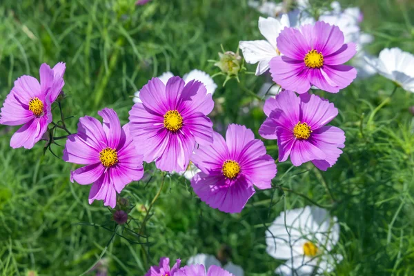 Rosa kosmos blommor fylls med solljus på sommarträdgård — Stockfoto