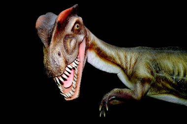 Dinozor dilophosaurus siyah arka plan üzerinde izole 