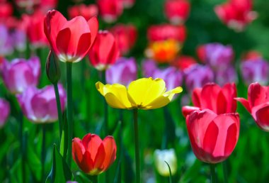 Bahar güneşli serada çok renkli çiçek laleler