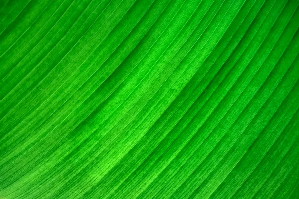 Palm Leaf textur som bakgrund — Stockfoto