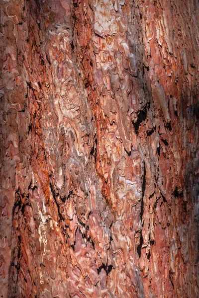 Текстура натуральної соснової кори на стовбурі дерева . — стокове фото