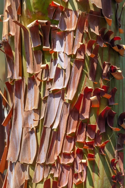 Corteza de árbol de arbuto pelando en el árbol —  Fotos de Stock