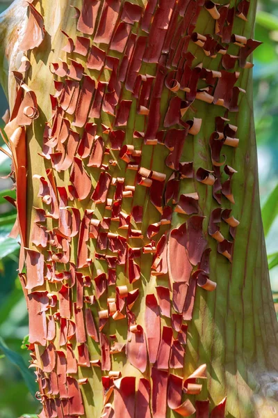 Corteza de árbol de arbuto pelando en el árbol —  Fotos de Stock