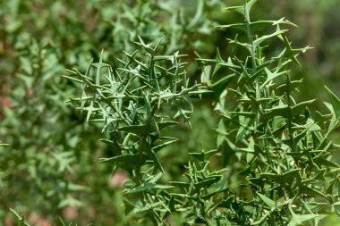 Colletia cruciata.