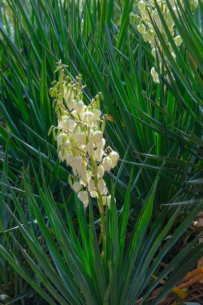 Yucca-Pflanze blüht — Stockfoto