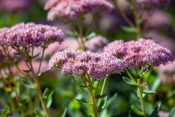 Rosa Sedum gäng — Stockfoto