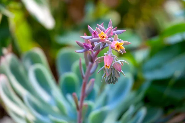 Květ Crassulaceae-Echeveria — Stock fotografie