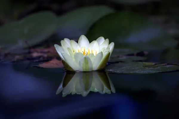 Blume weiße Lilie am dunklen Teichwasser — Stockfoto