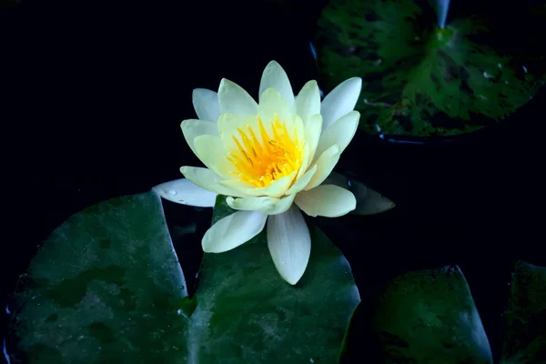 Flor lirio blanco en el agua del estanque oscuro — Foto de Stock