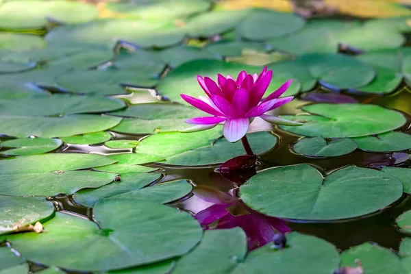 Lirio de agua rosa en un estanque. — Foto de Stock