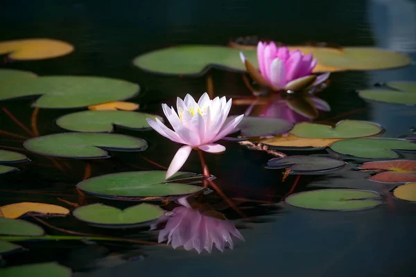 Water lilies in a pond in sunny day. — Stock Photo, Image