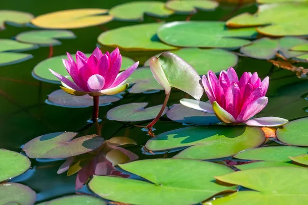 Lirios de agua rosada en un estanque en un día soleado . — Foto de Stock