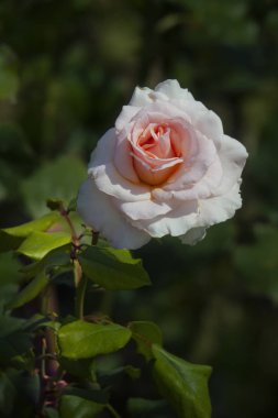 Bahçedeki Pembe Gül 