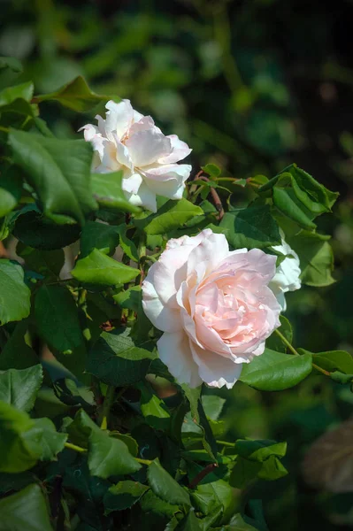 Rosa Rosen in einem Garten — Stockfoto