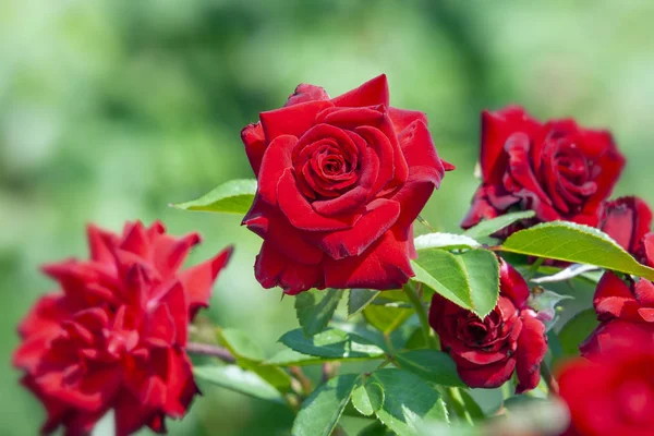 Vörös rózsák a kertben — Stock Fotó