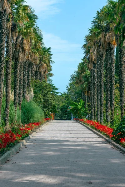 Palmové stromy, květiny a pěšinu v botanické zahradě v Jaltě. Krymu — Stock fotografie