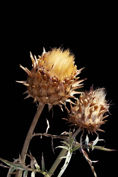 Fiori di carciofo essiccati con semi isolati su nero — Foto Stock