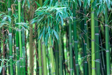Yeşil bambu ağaçlarının korusu. 