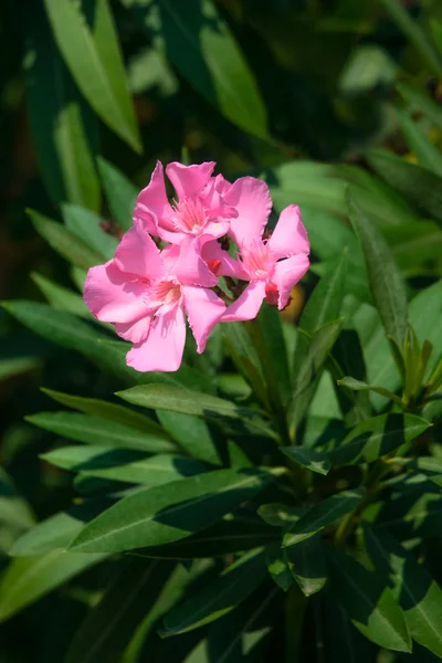 Oleander nerium. — Zdjęcie stockowe