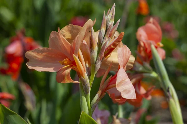 Orangefarbene Blüten aus Konserven im Sonnenlicht — Stockfoto