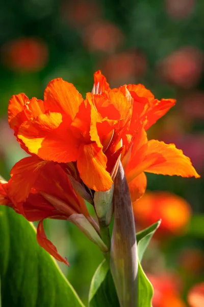 Orangefarbene Blüten aus Konserven auf dem Hintergrund mit Bokeh — Stockfoto