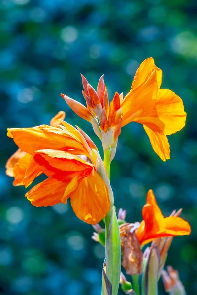 Πορτοκαλί άνθη των Καννών σε φυσικό φόντο — Φωτογραφία Αρχείου