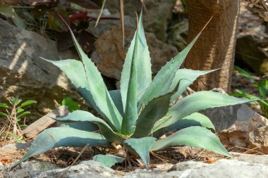 Agave bitki