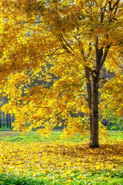 Güneşli bir günde sonbahar parkında akçaağaç. Sonbahar