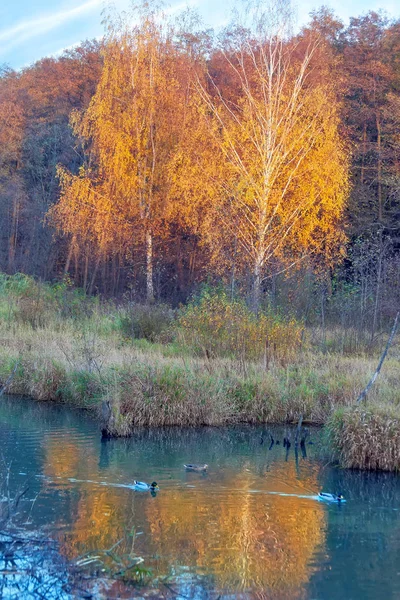 Jesienny krajobraz z małym stawem i kaczek w lesie — Zdjęcie stockowe