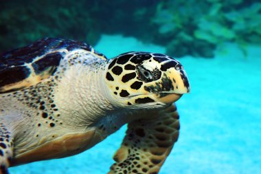 hawksbill kaplumbağa portre 