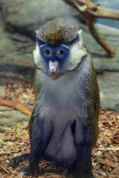 Cercopithecus ascanius ou macaco-de-cauda-vermelha — Fotografia de Stock