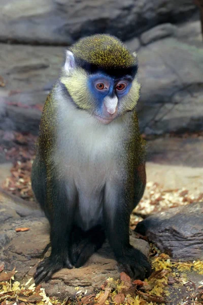 Cercopithecus Ascanius eller Rödstjärtapa — Stockfoto