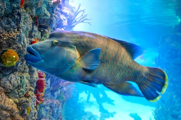 Napoleon Wrasse (Cheilinus undulatus) na korálovém útesu Stock Obrázky