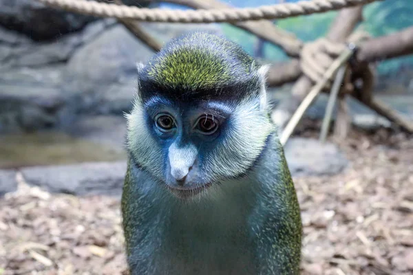 Macaco Cercopithecus ascanius ou macaco Guenon de cauda vermelha — Fotografia de Stock