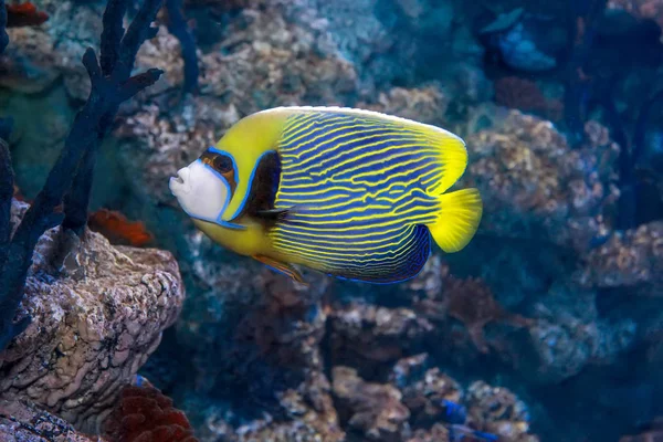 Pez ángel emperador - Pomacanthus imperator . —  Fotos de Stock