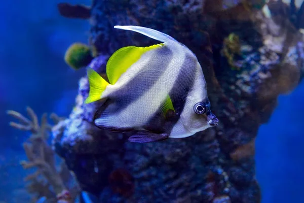 Pesci corallo (Heniochus acuminatus) o bannerfish della barriera corallina — Foto Stock