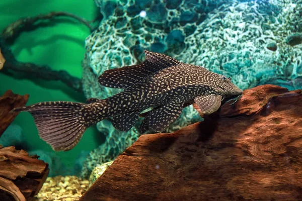 Giraffe catfish in aquarium. — Stock Photo, Image