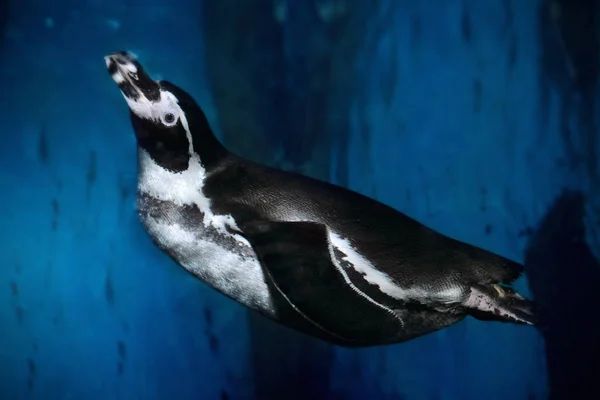 Pinguim-de-humboldt (Spheniscus humboldti) nadando subaquático — Fotografia de Stock