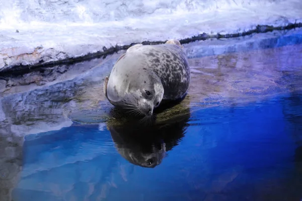 Common Seal or Harbor seal (Phoca vitulina) — Stock Photo, Image