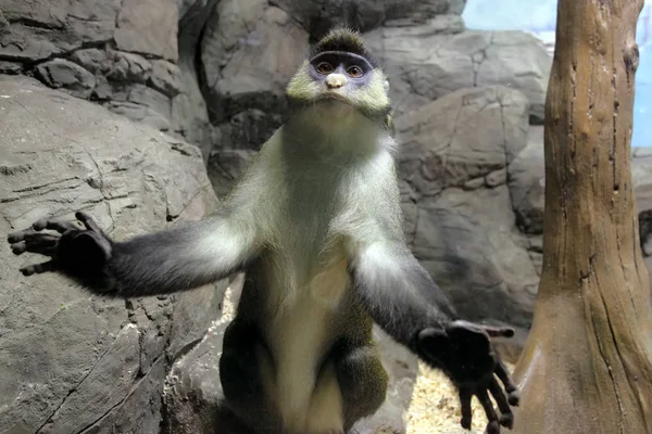 Macaco Cercopithecus ascanius ou macaco Guenon de cauda vermelha — Fotografia de Stock