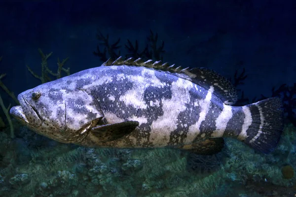 Zackenbarsch (epinephelus itajara) in tiefem Wasser. — Stockfoto